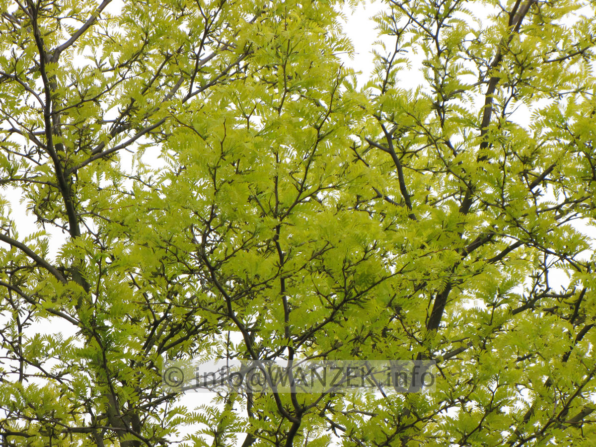 Gleditsia triacanthos Sunburst - Baum im Austrieb nah.JPG